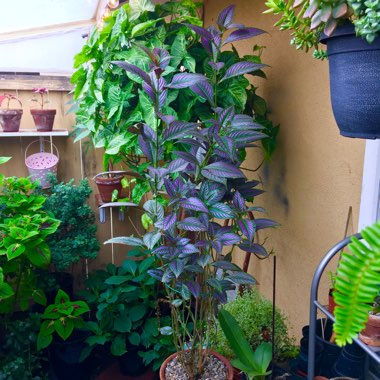 Strobilanthes dyeriana 'Persian Shield'