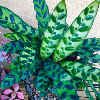 Calathea lancifolia