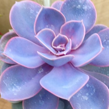 Echeveria Perle Von Nurnberg