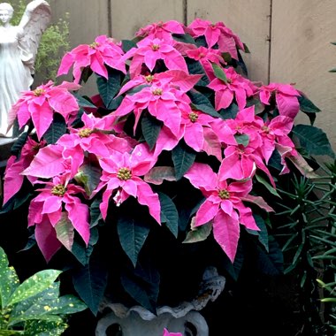 Euphorbia pulcherrima 'J'Adore Pink' (J'Adore Series)