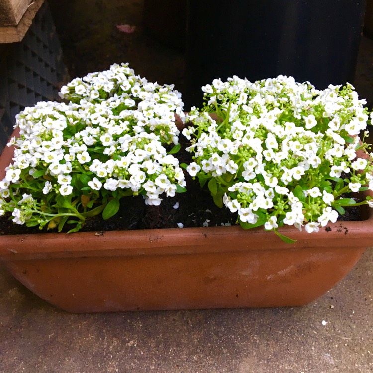 plant image 1425696