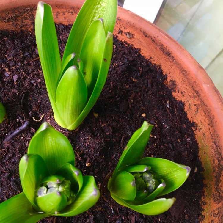 plant image 1428359