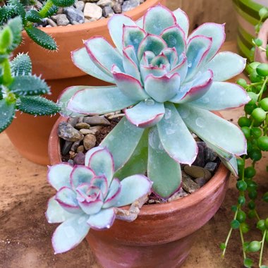 Echeveria Pulidonis