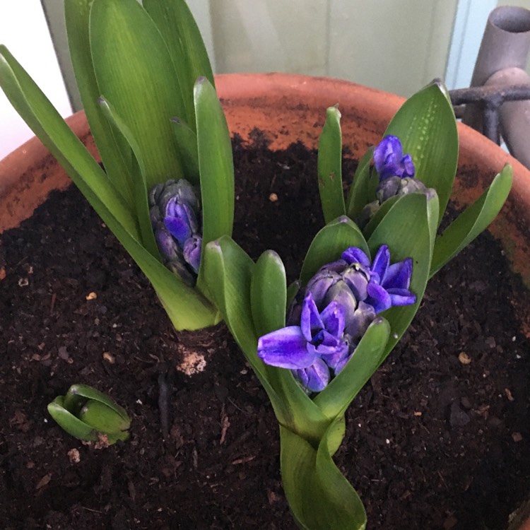 plant image 1430911