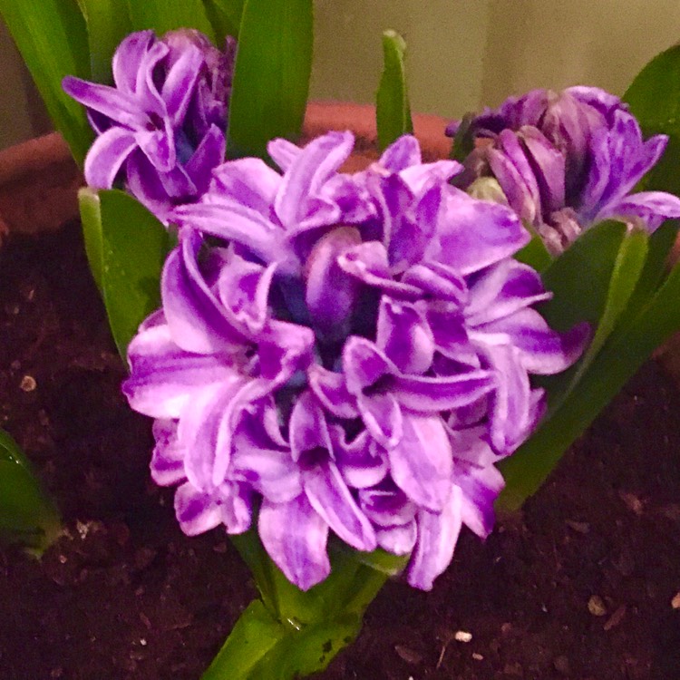 plant image 1431719