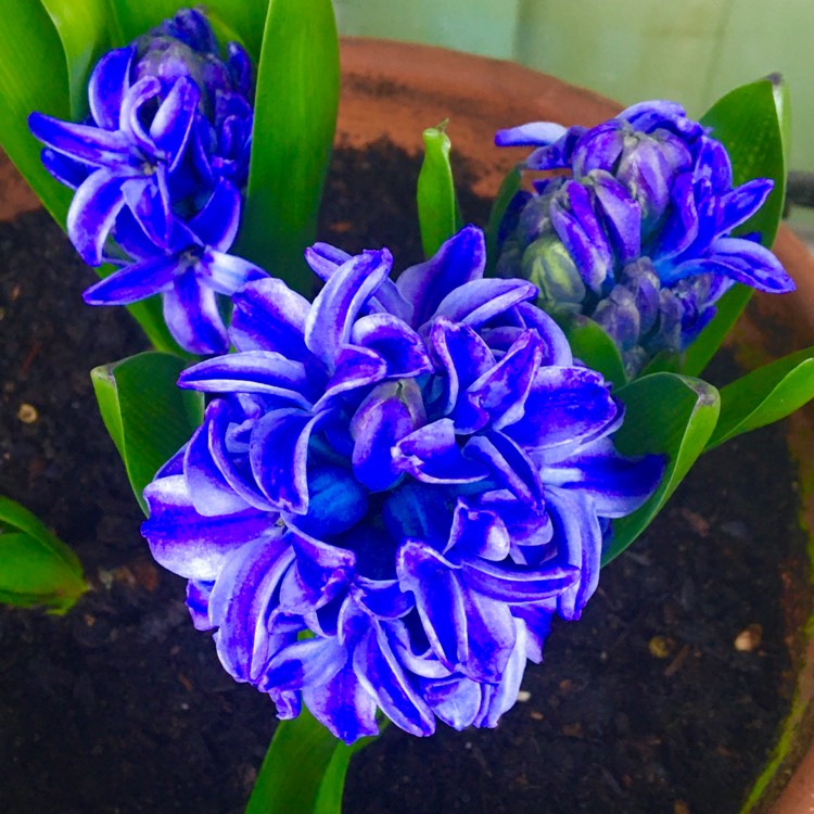 plant image 1431915