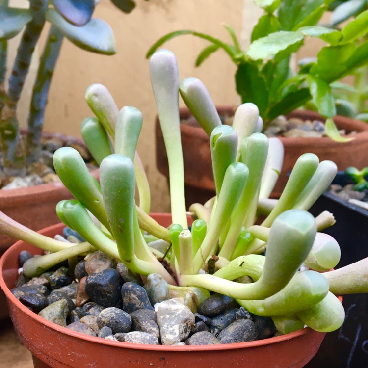 plant image 1433392 plant image 1433392