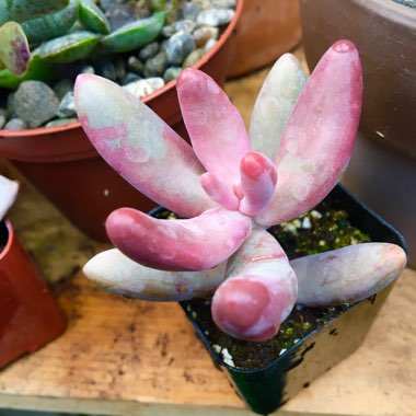 x Pachysedum 'Ganzhou'