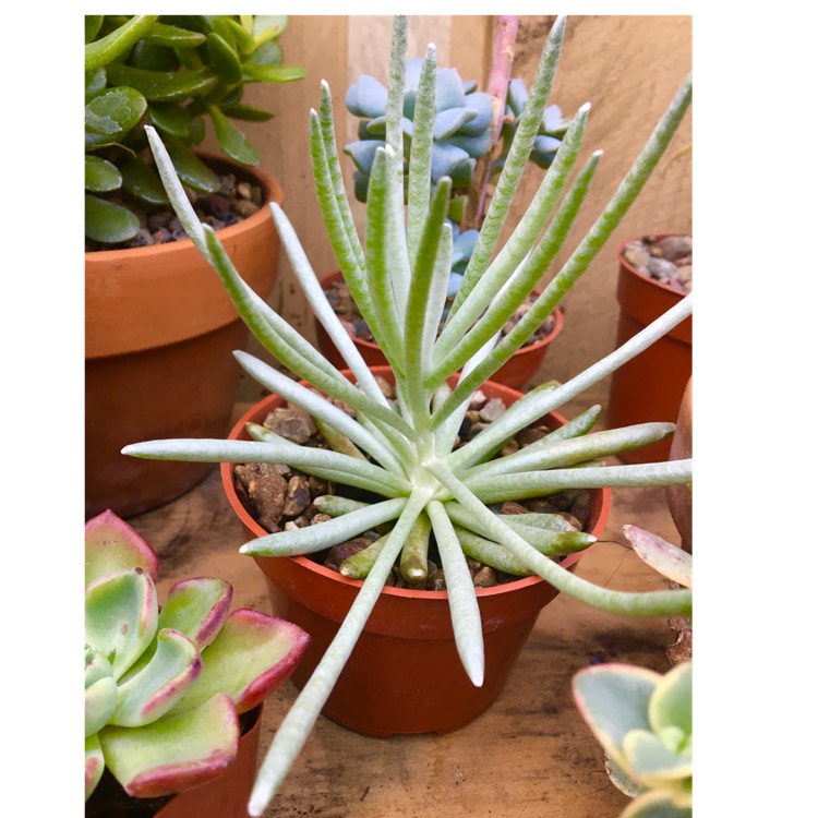 plant image 1434367 plant image 1434367