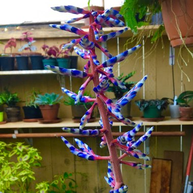Aechmea 'Del Mar'