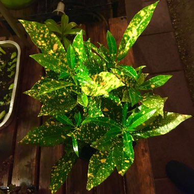 Codiaeum variegatum 'Gold Dust'