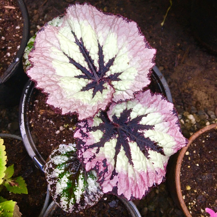 plant image 1437824