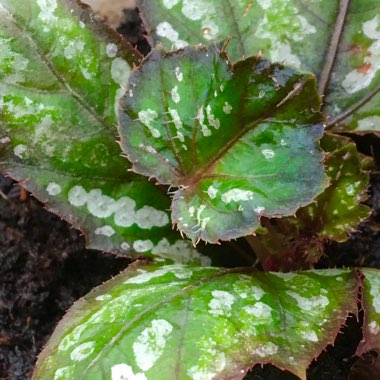 Begonia 'Gryphon'