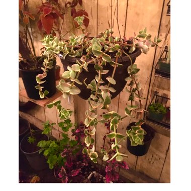 Crassula Pellucida Marginalis Variagata 
