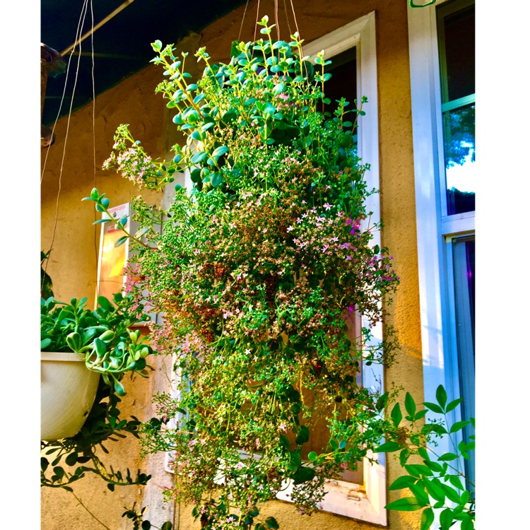 plant image 1440793