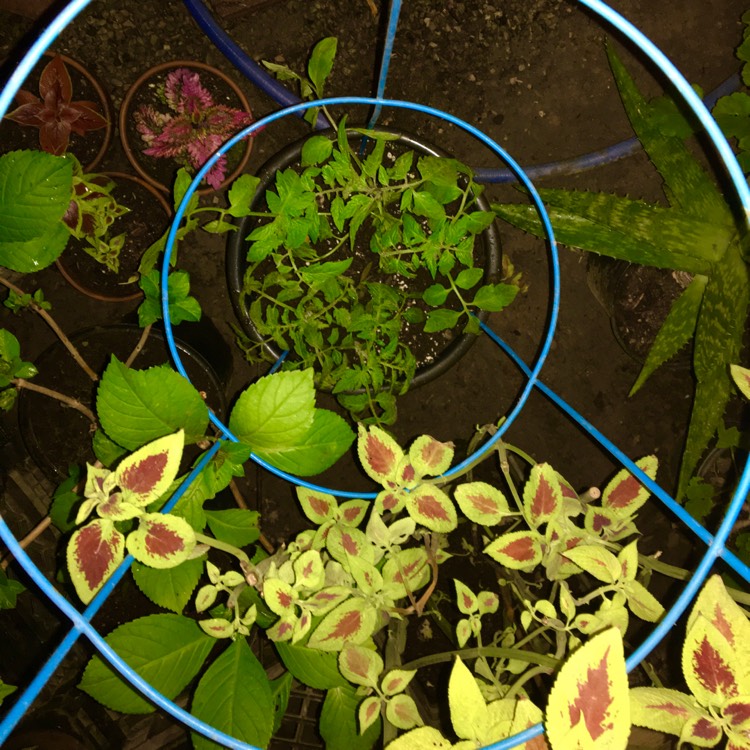 plant image 1440874 plant image 1440874