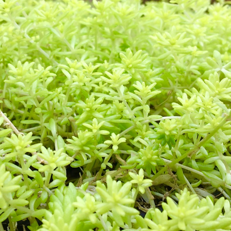 plant image 1441068 plant image 1441068
