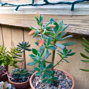Echeveria Harmsii