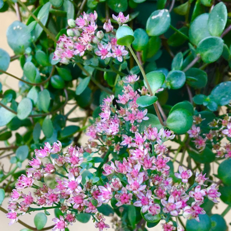 plant image 1441957