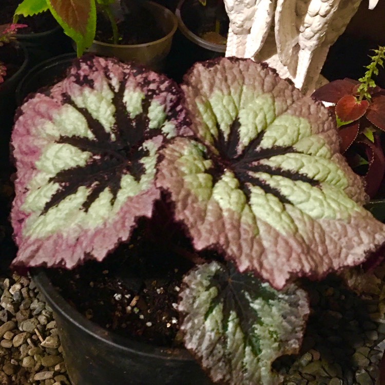 plant image 1442556