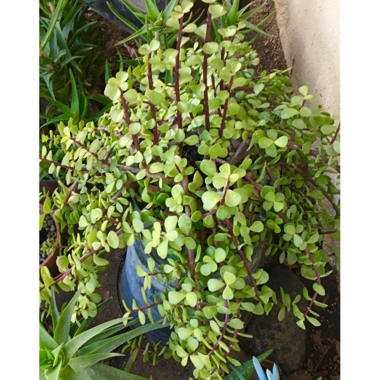 plant image 1442858