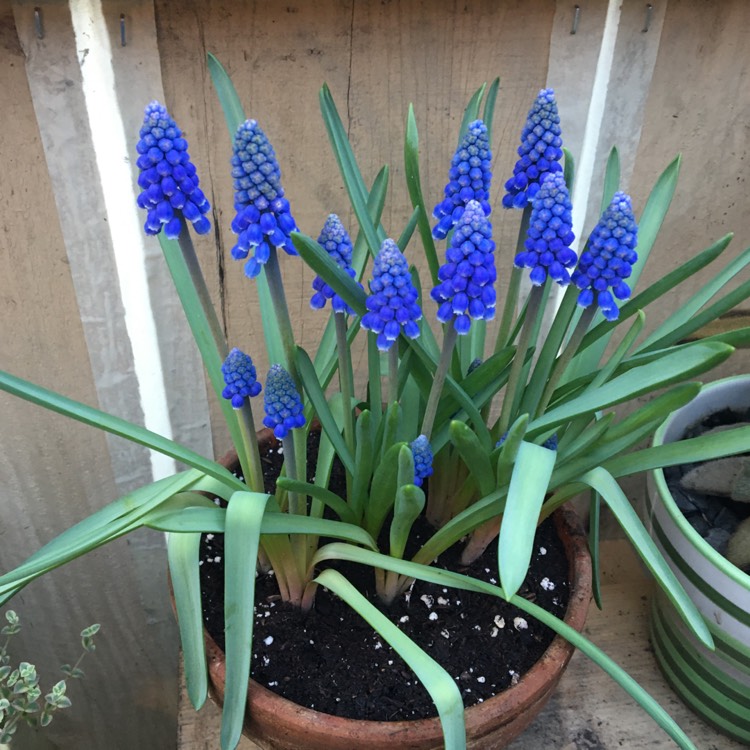 plant image 1442865 plant image 1442865