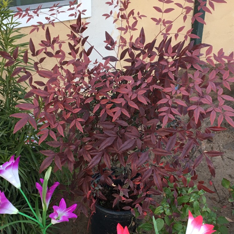 plant image 1442877 plant image 1442877