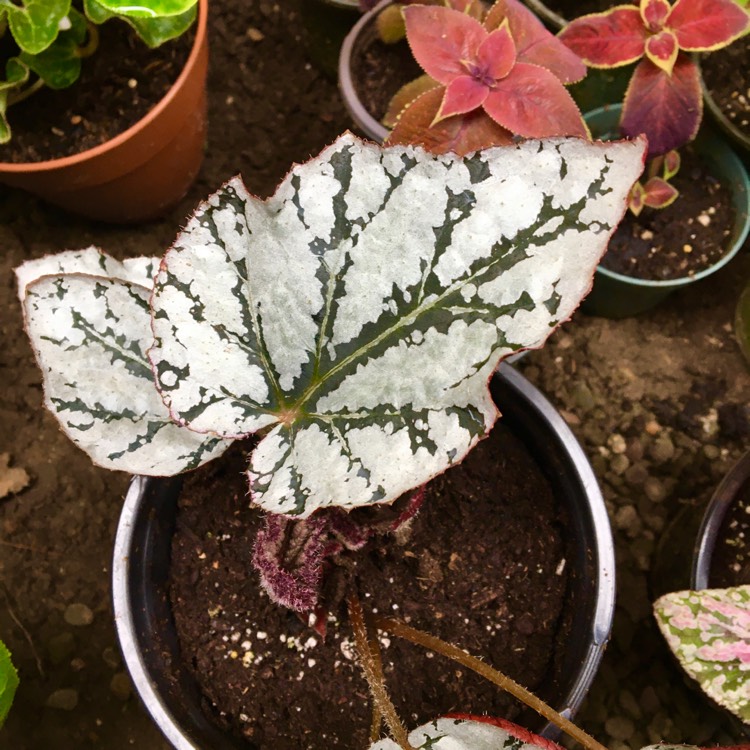 plant image 1443855 plant image 1443855
