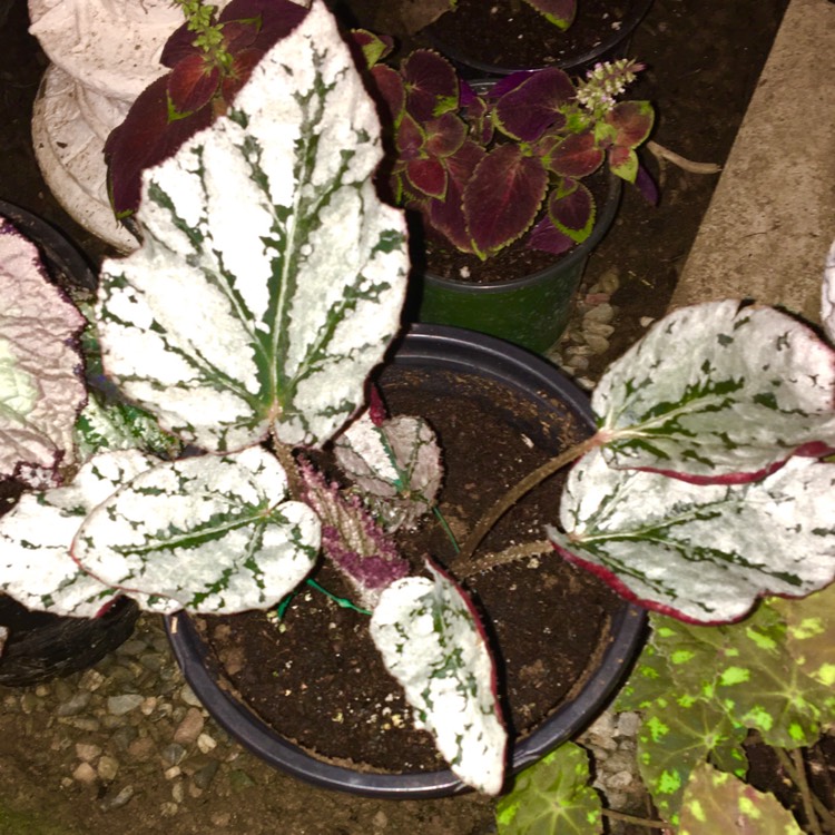plant image 1443974 plant image 1443974