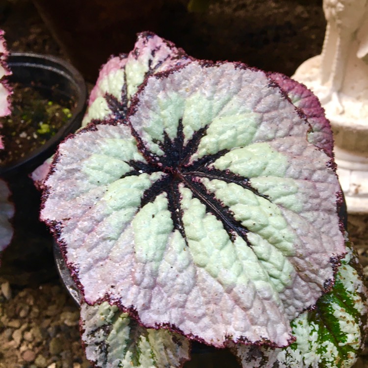 plant image 1446694