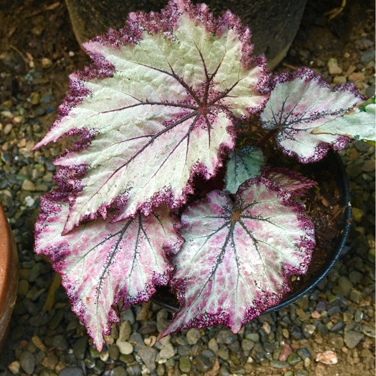 plant image 1446705 plant image 1446705