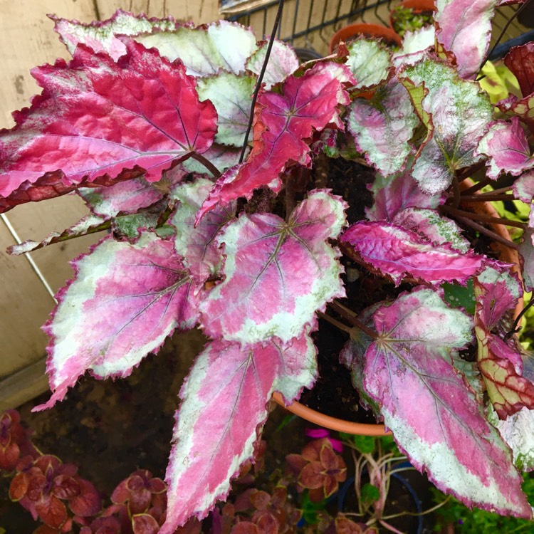 plant image 1446719