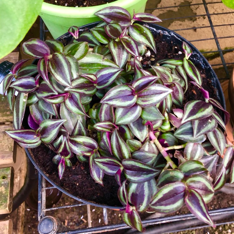 plant image 1447266 plant image 1447266