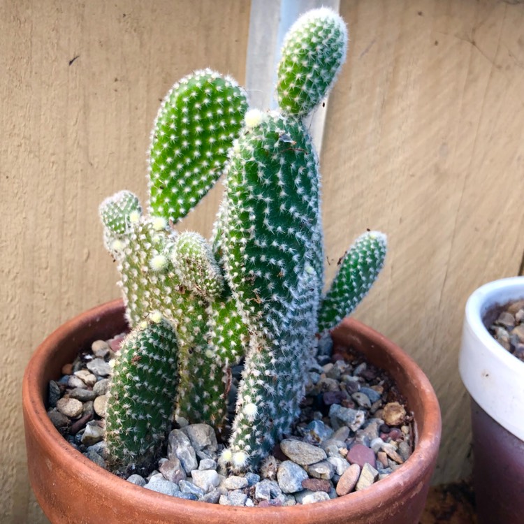 plant image 1447280 plant image 1447280