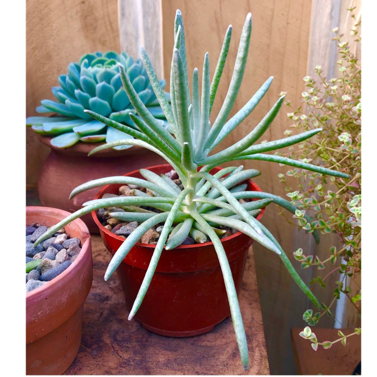 plant image 1447595 plant image 1447595