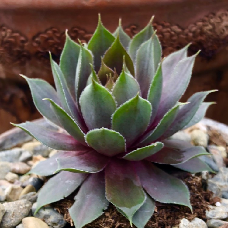 plant image 1448273