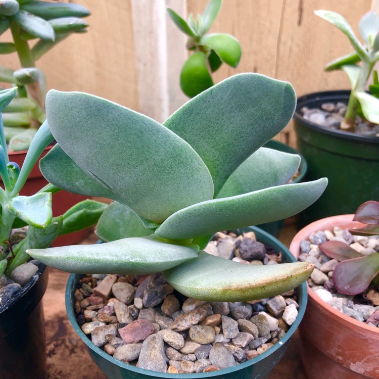 plant image 1448325