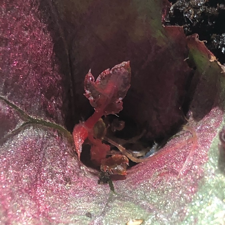 plant image 1448534