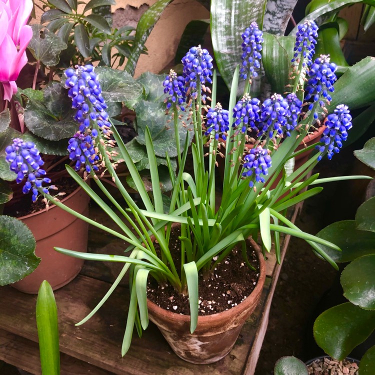 plant image 1448548 plant image 1448548