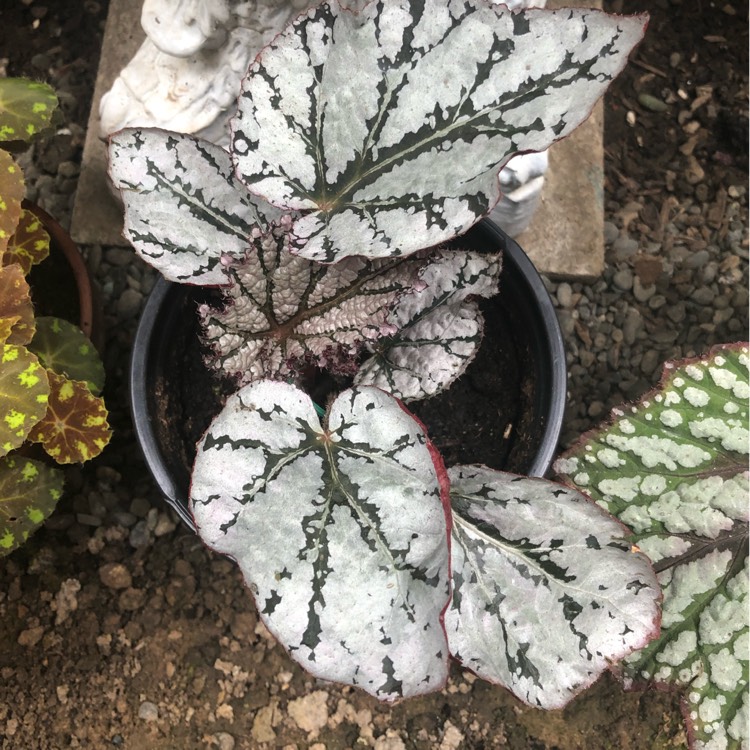plant image 1448560 plant image 1448560
