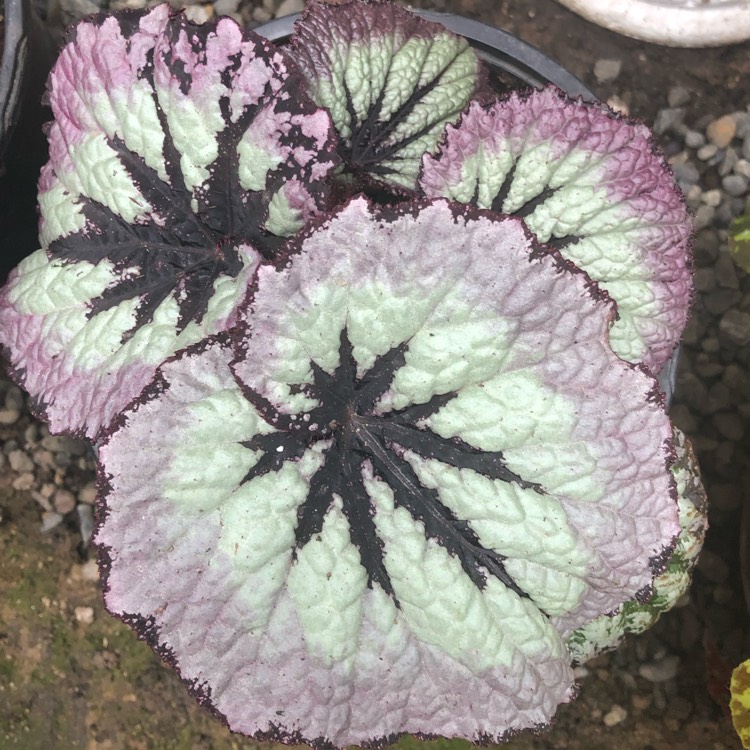 Plant image Begonia (Rex Cultorum Group) 'Mikado' syn. Begonia rex 'Mikado'