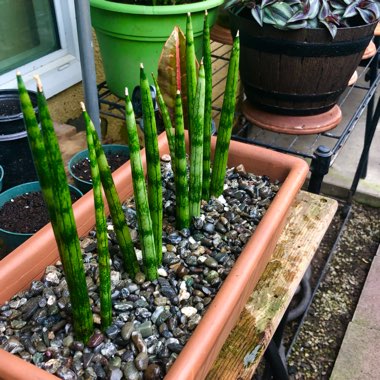 Sansevieria cylindrica