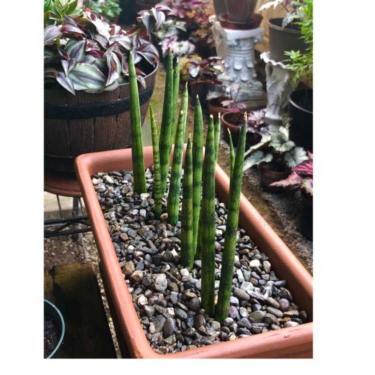 plant image 1449233