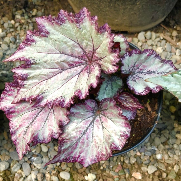 plant image 1451011 plant image 1451011