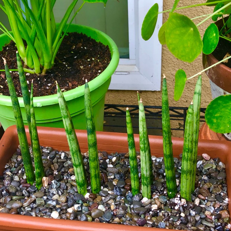 plant image 1451586