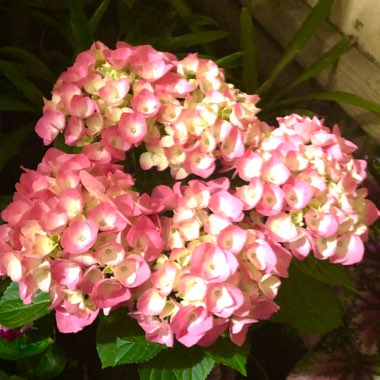 Hydrangea