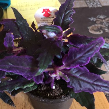 Gynura Aurantiaca 'Purple Passion'