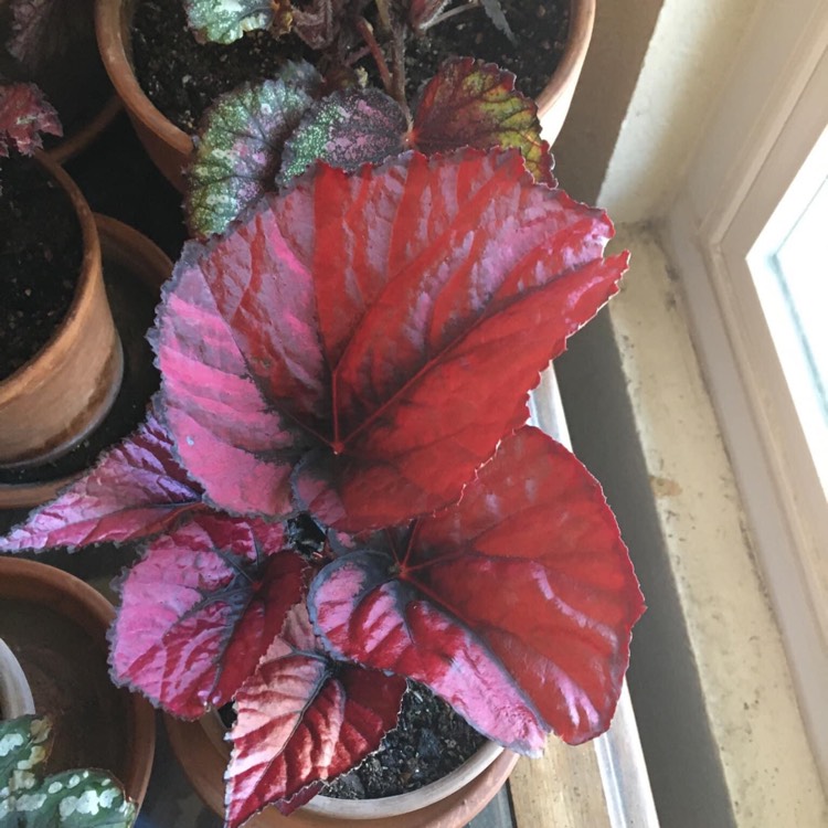 Plant image Begonia (Rex Cultorum Group) 'Ruby Slippers' syn. Begonia rex 'Ruby Slippers'