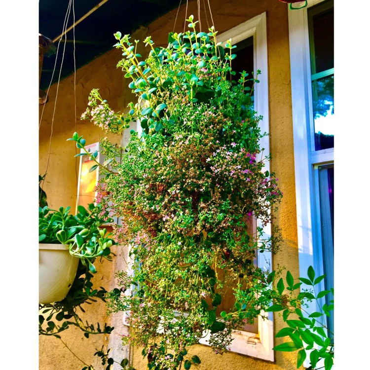 plant image 1454658
