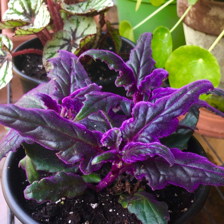 Plant image Gynura Aurantiaca 'Purple Passion'